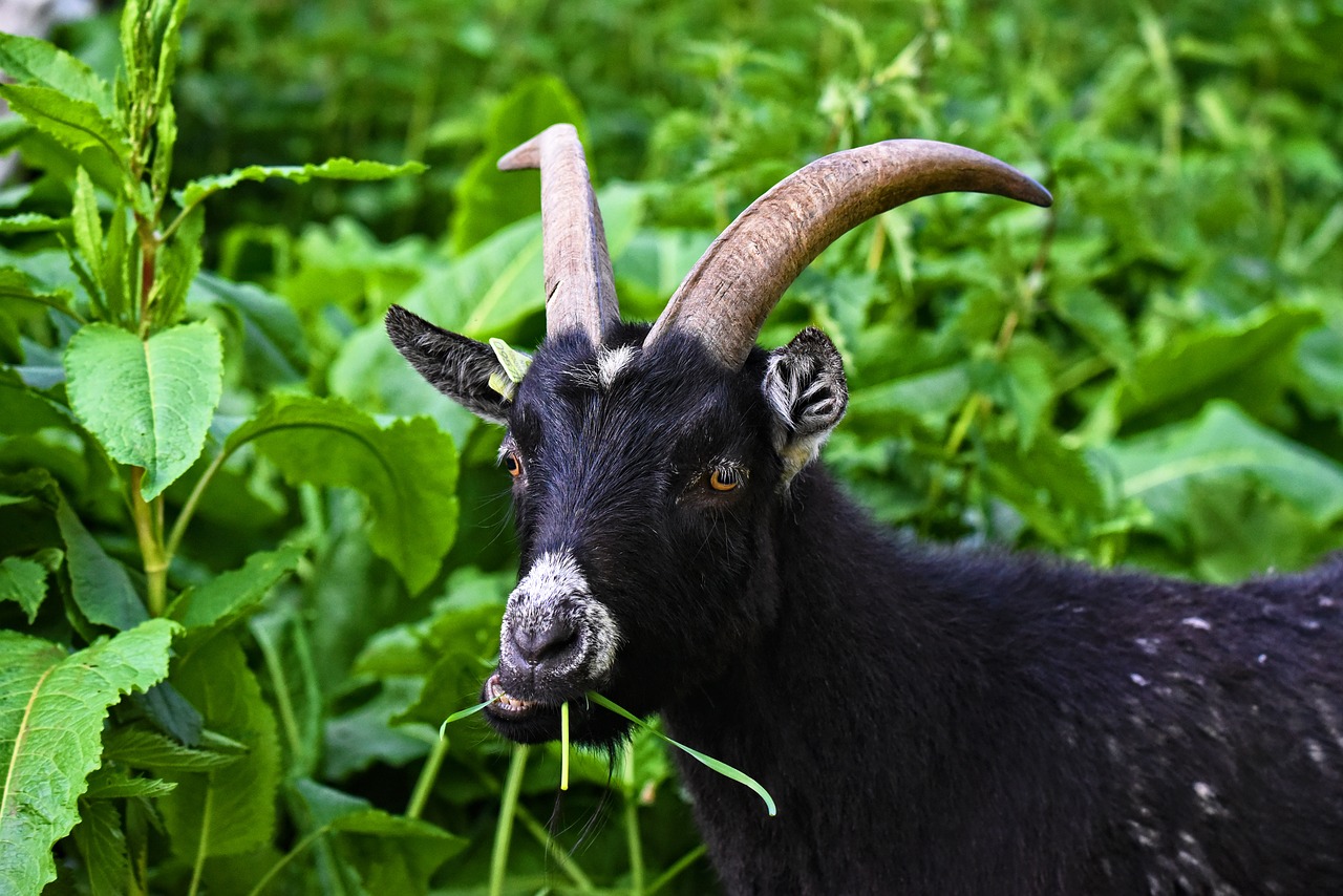 goat  domestic goat  animal free photo