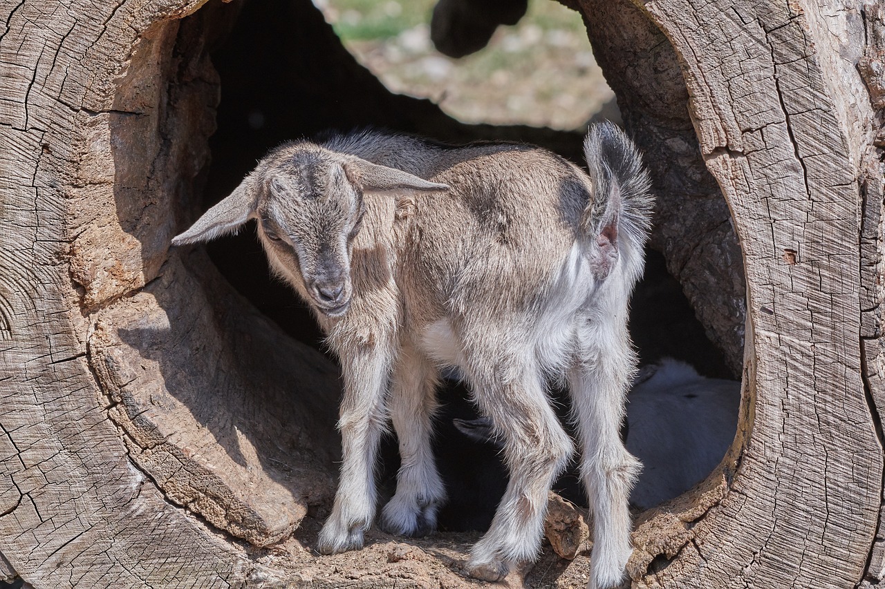 goat  young  sweet free photo