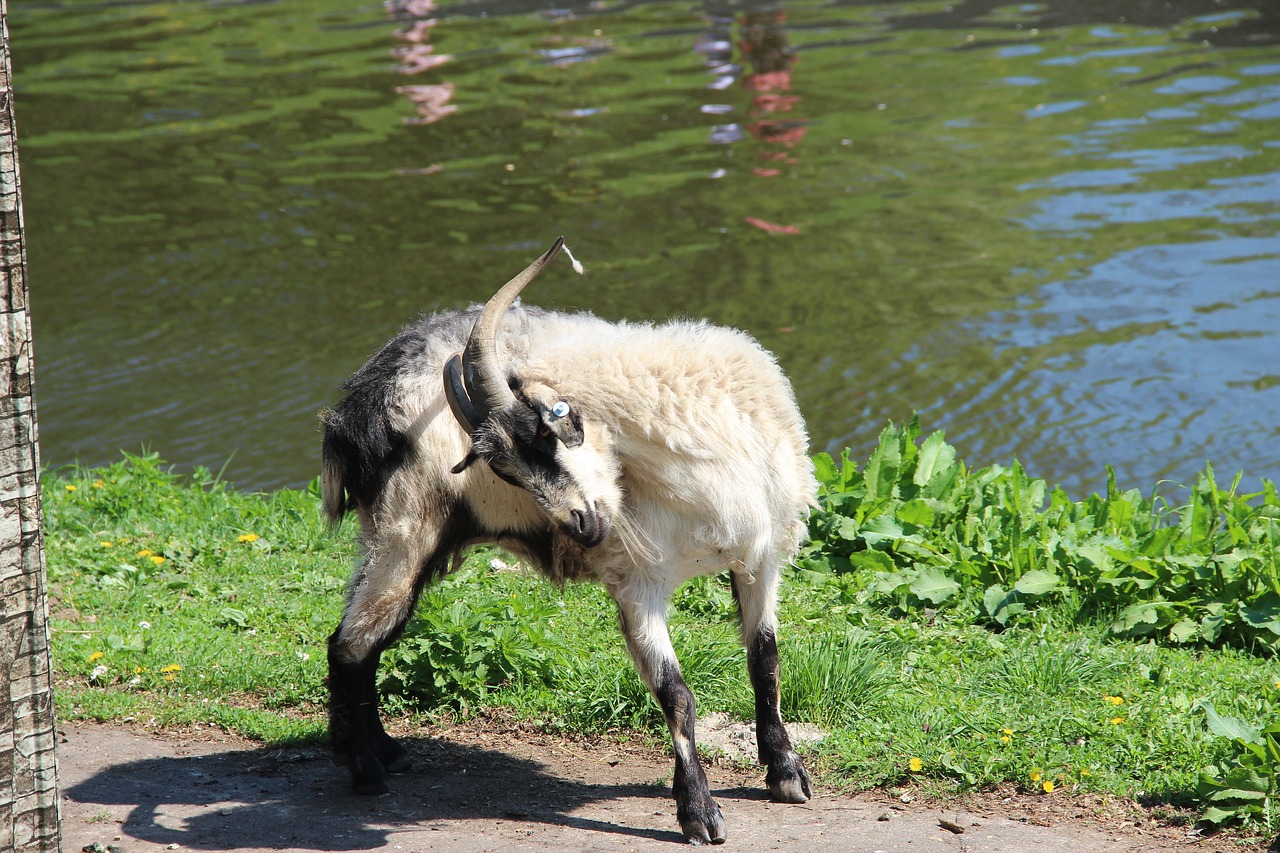 Goat, river, quiet river, animals, nature - free image from needpix.com