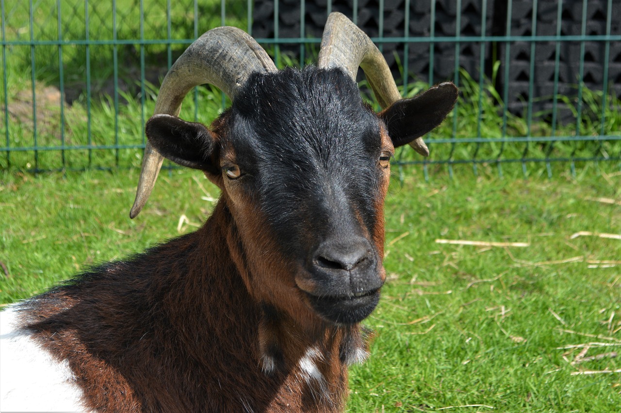 goat  close up  animal free photo