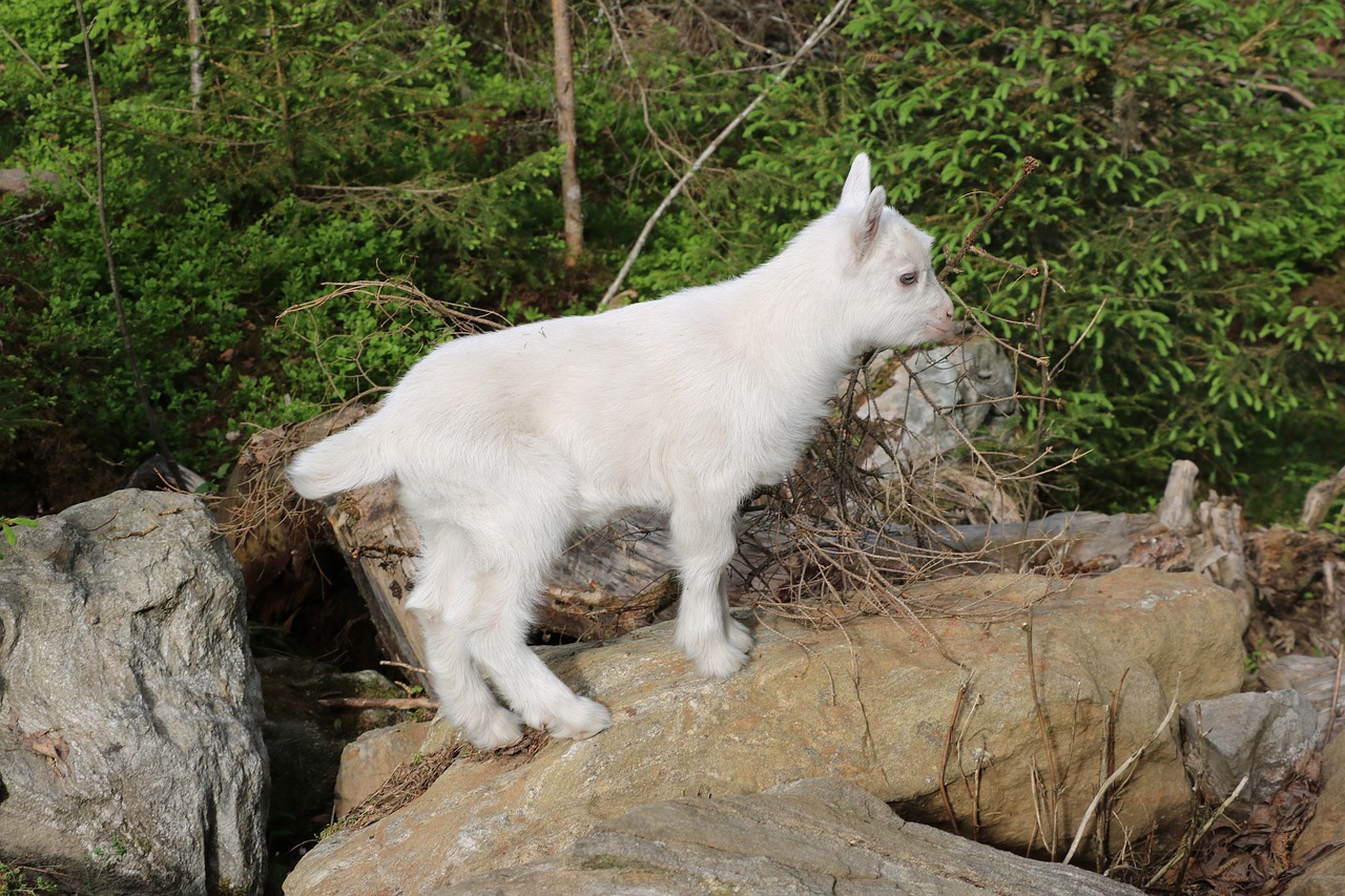 goat  kid  summer free photo