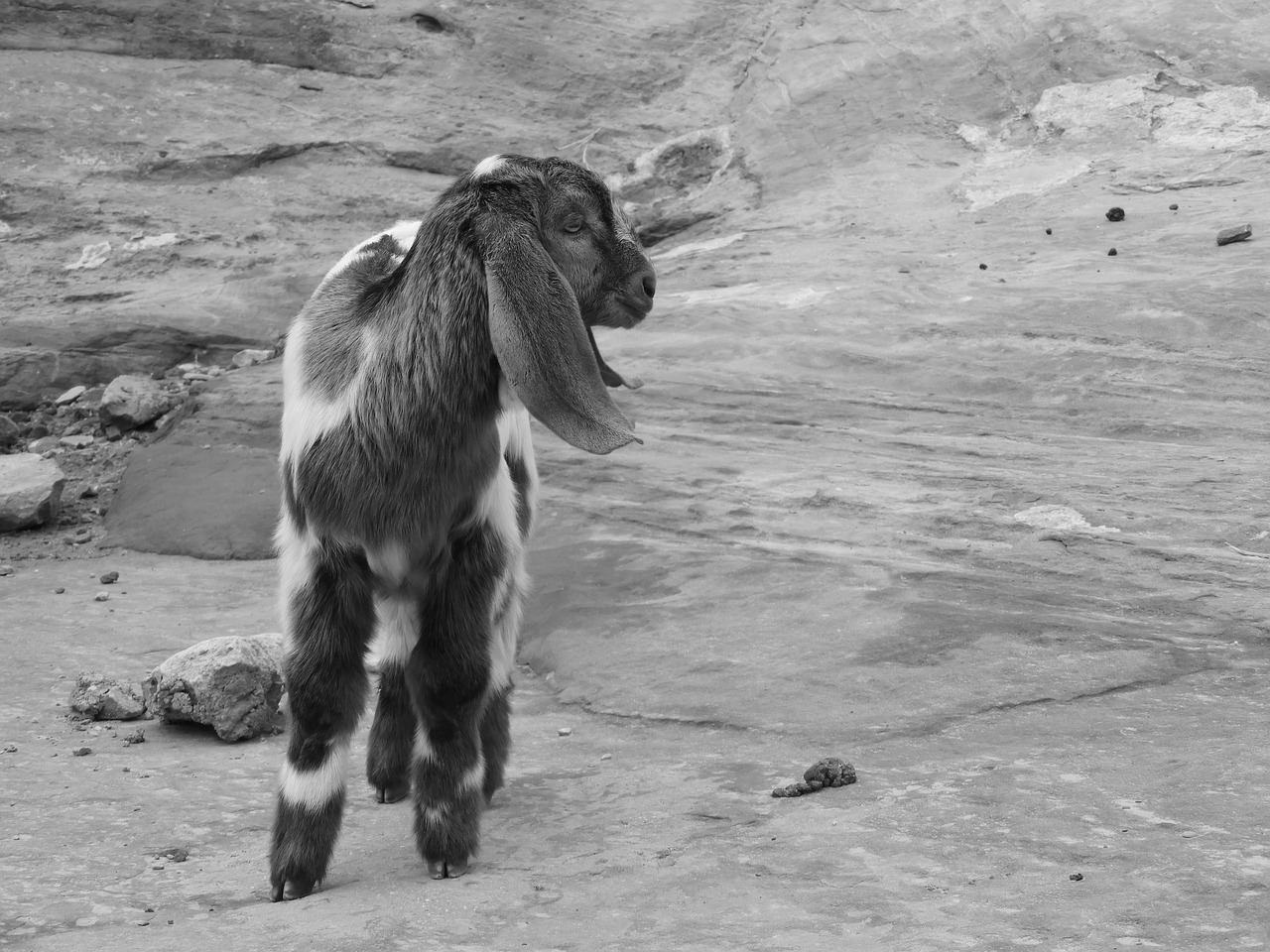 goat  petra  jordan free photo