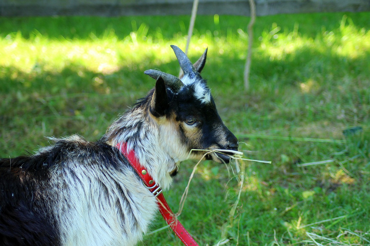 goat  pets  animal free photo