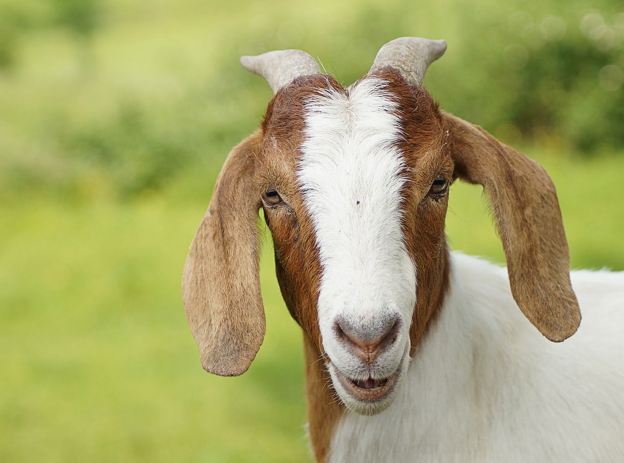 goat  close up  white free photo