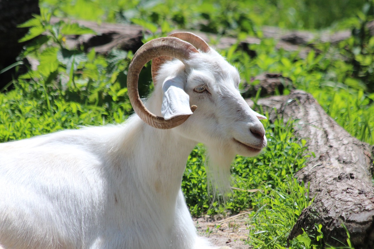 goat  white goat  animal free photo