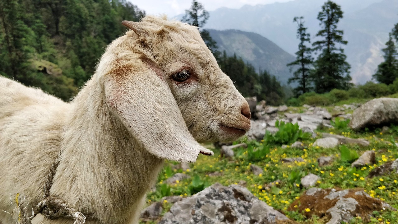 goat  animal  nature free photo