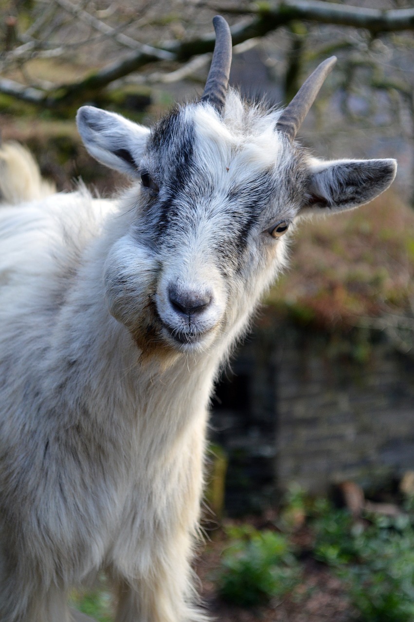 goat wales animal free photo