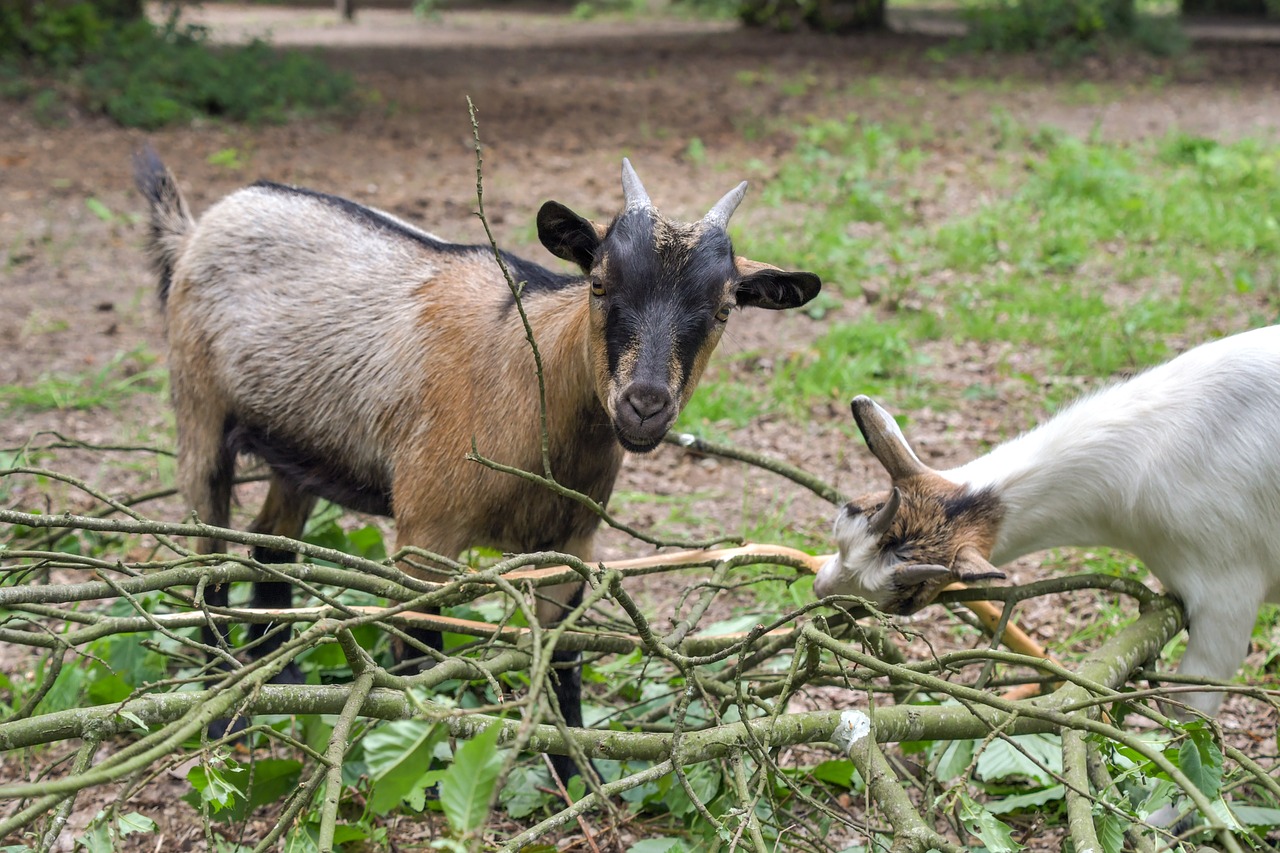 goat  play  branches free photo