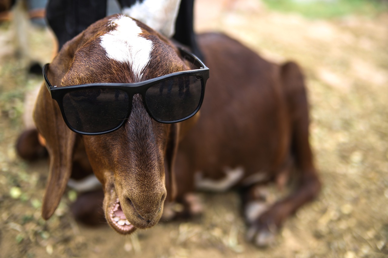 goat  funny  animal free photo