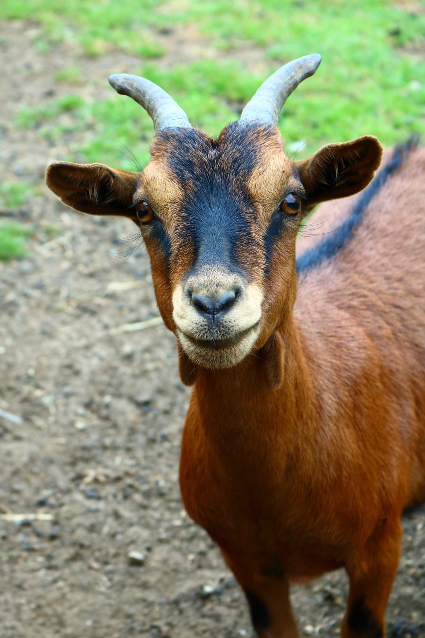 goat  animal  farm free photo