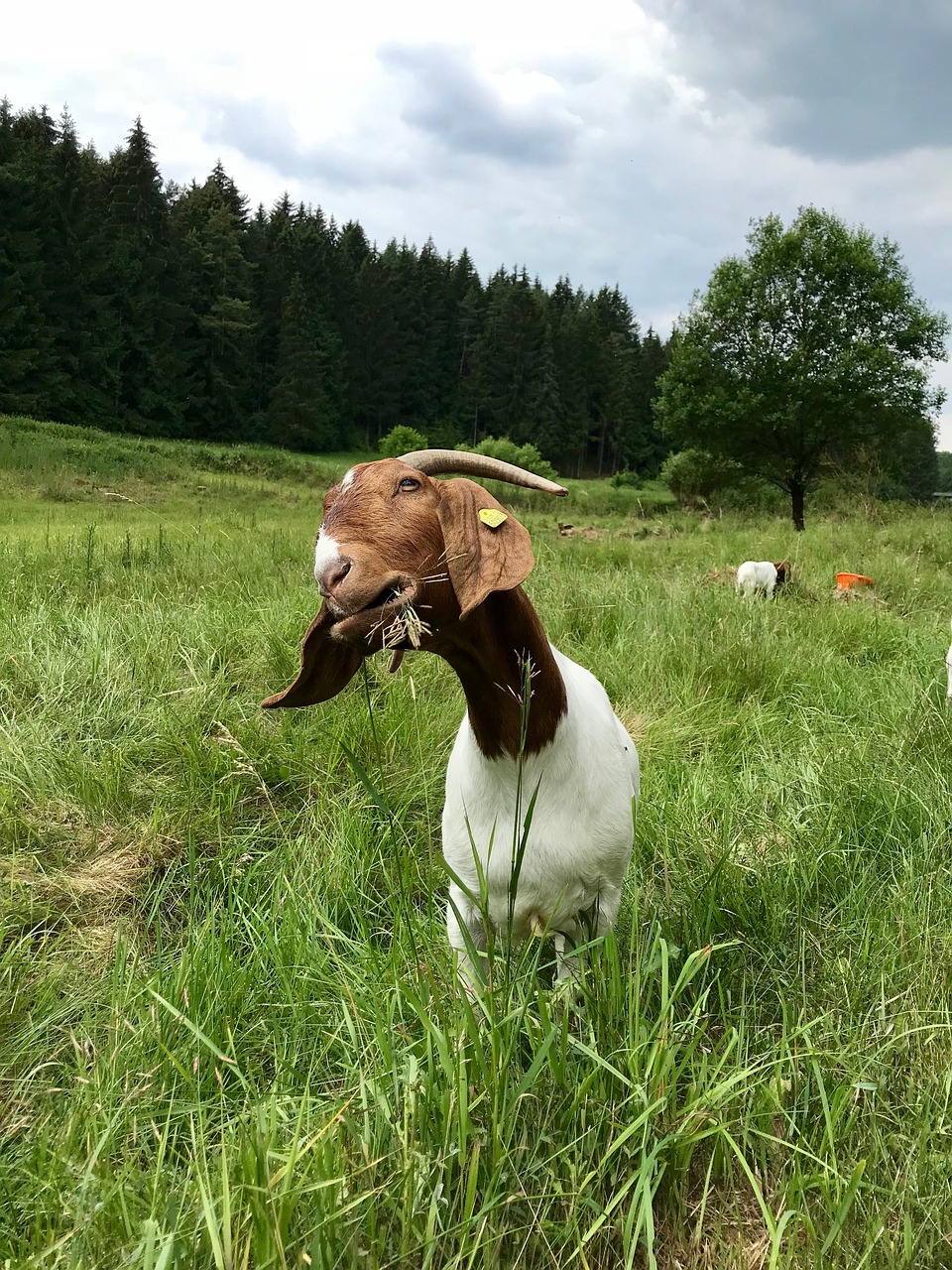 goat  view  nature free photo