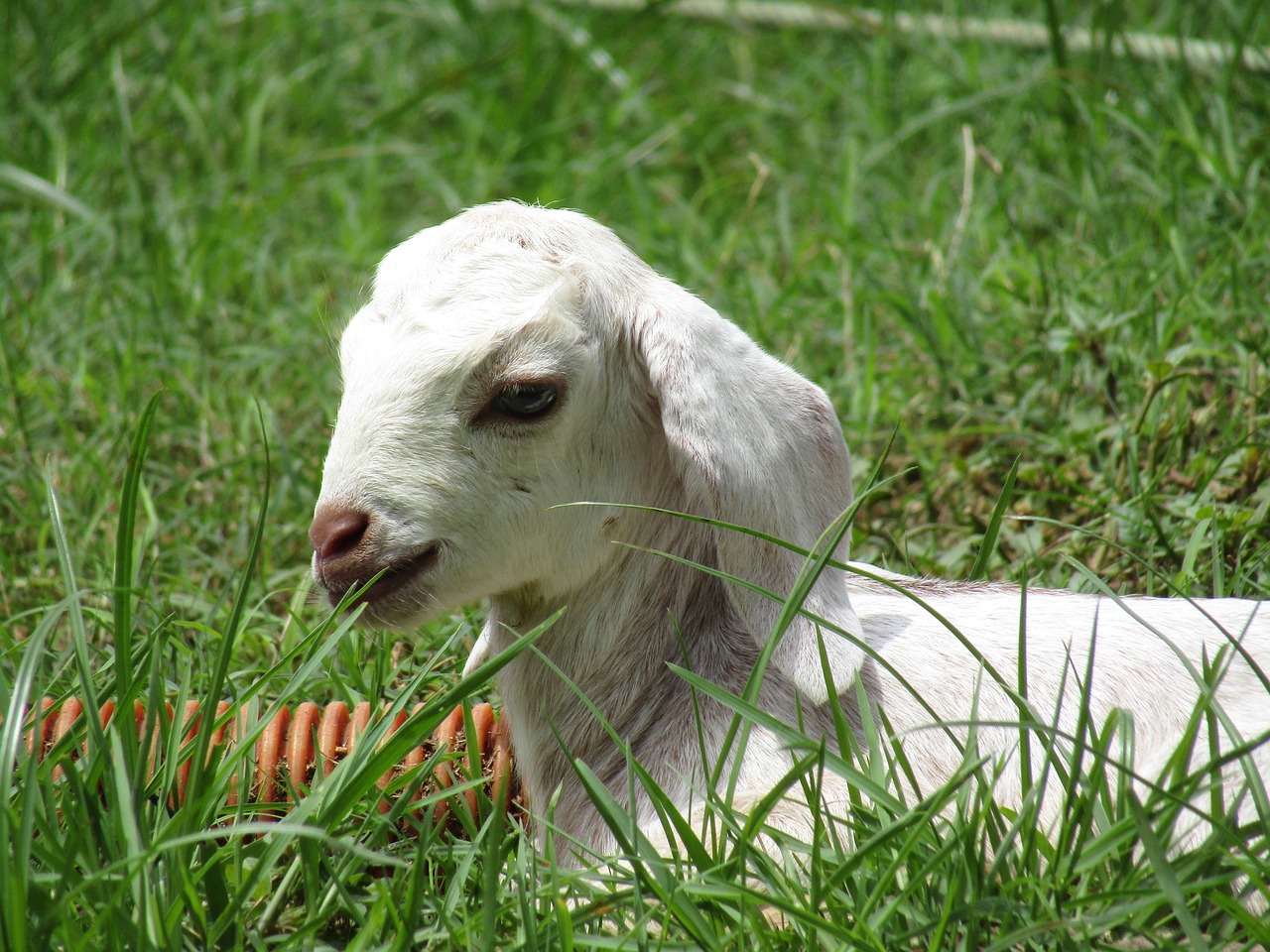 goat  animal  horns free photo