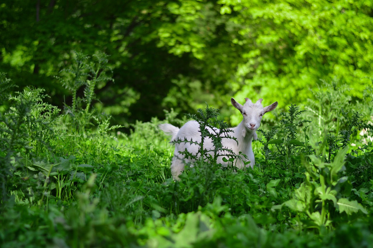 goat  clearing  green free photo