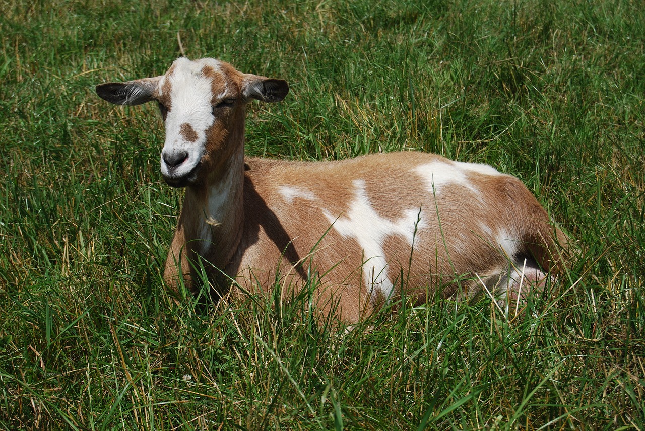 goat  grass  rest free photo