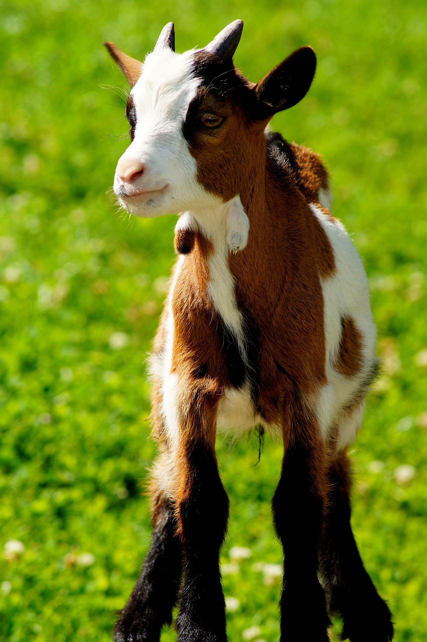 goat  young goat  kid free photo