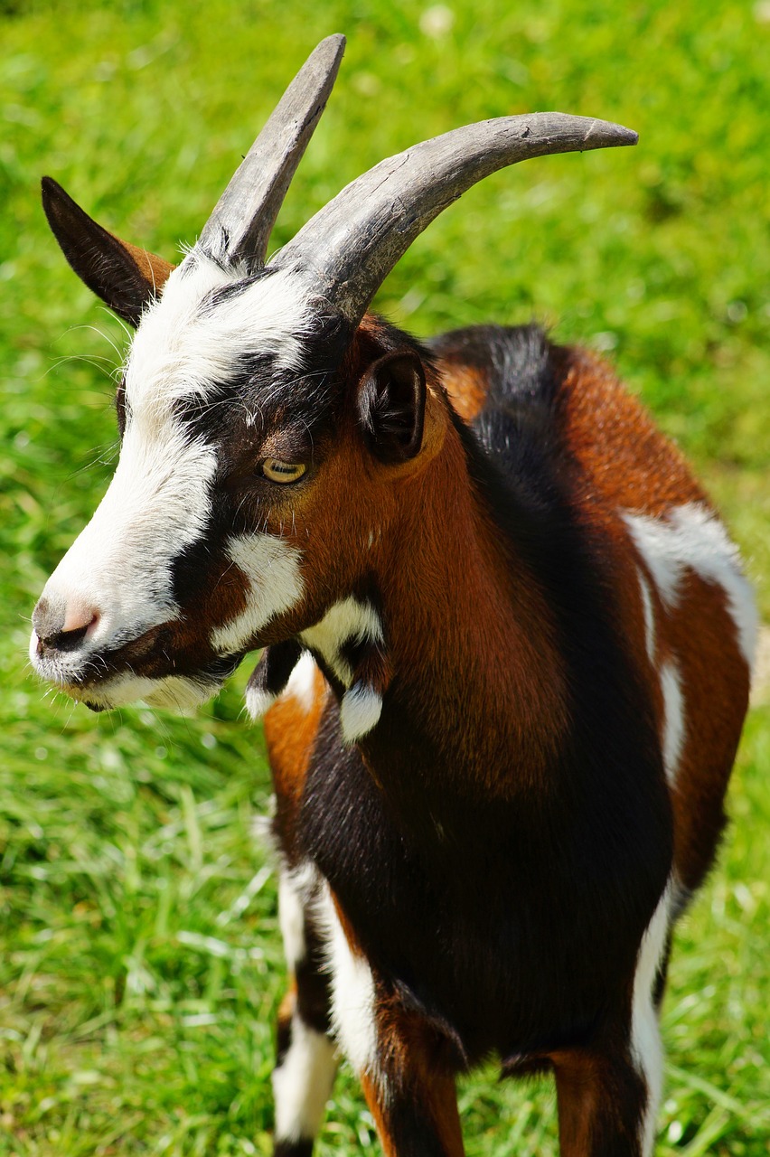 goat  green  grass free photo