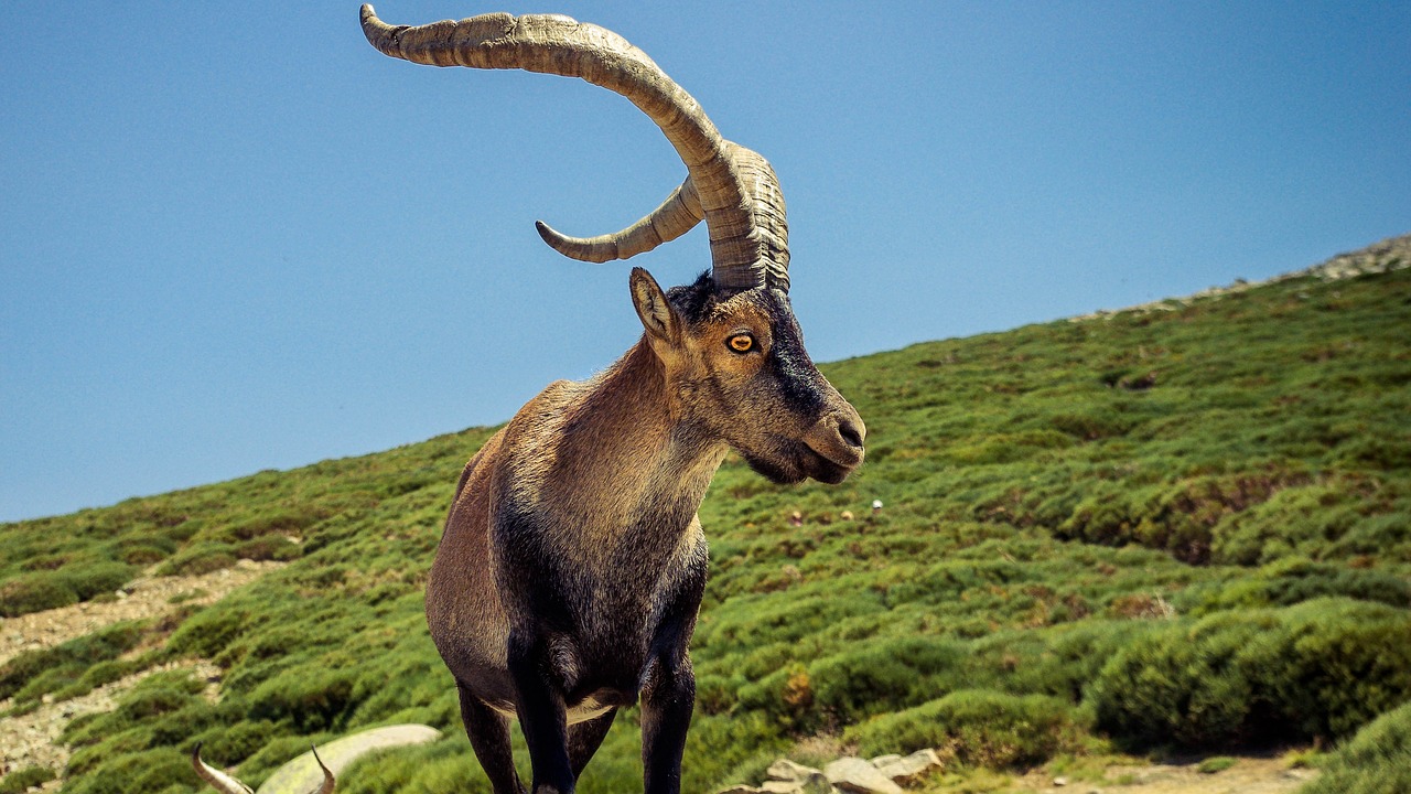 goat  male  horns free photo