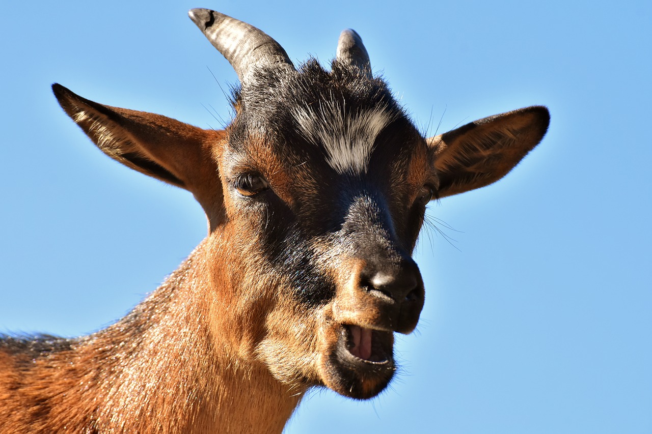 goat  animal  horns free photo