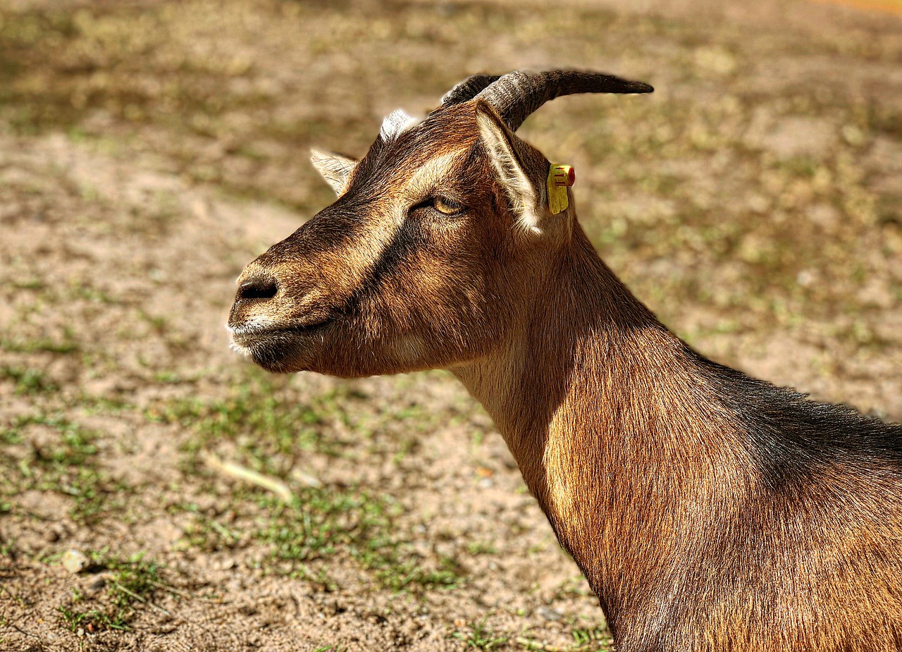 goat  horns  mammal free photo
