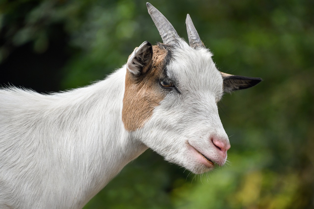 goat  biquette  white free photo