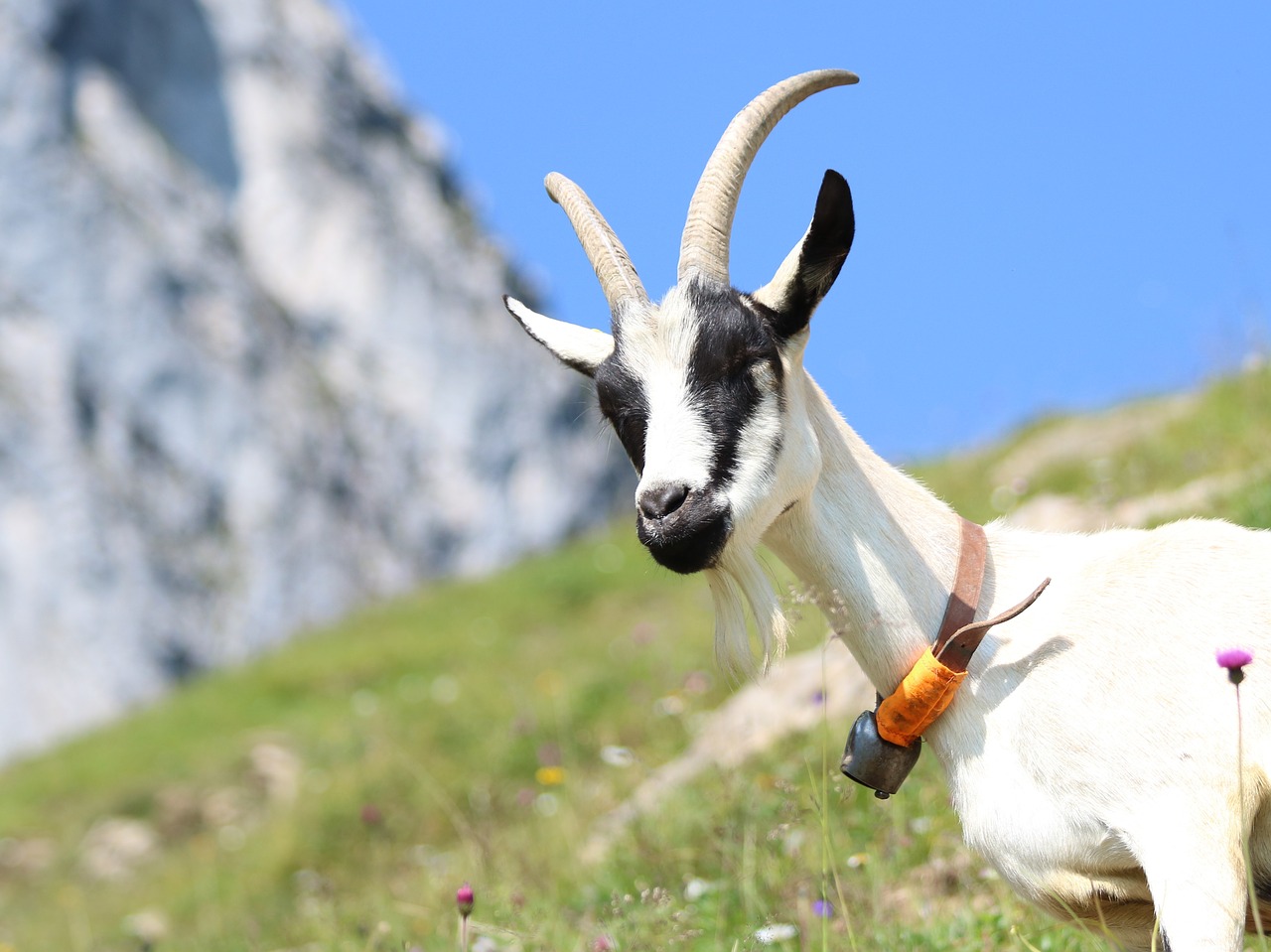 goat  mountains  alp free photo