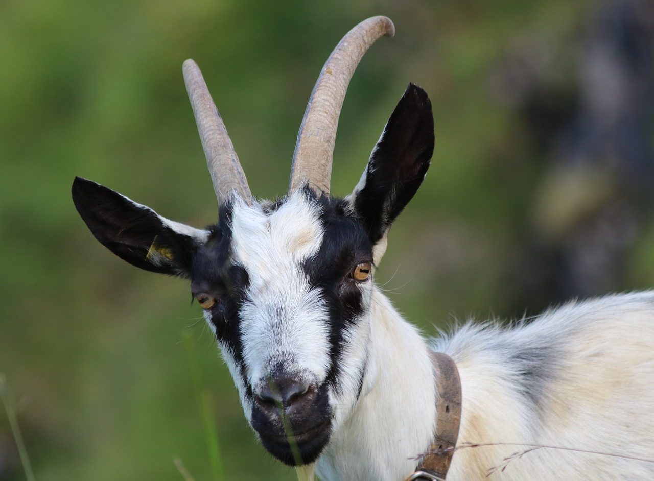 goat  animal  horns free photo