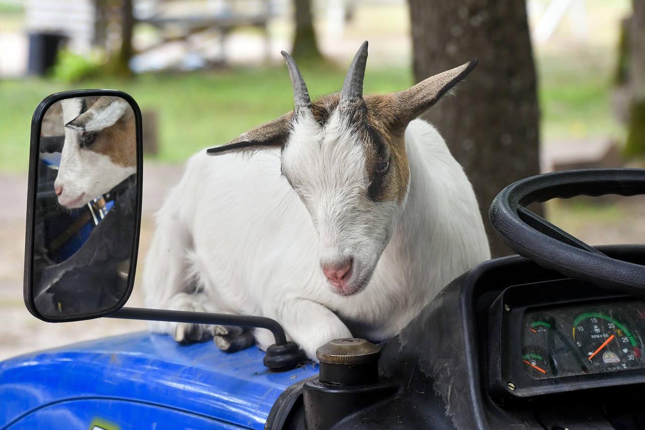 goat  rear view mirror  reflection free photo