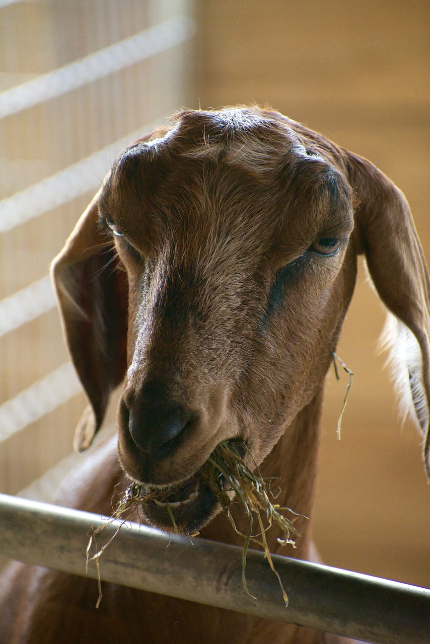 goat  eating  hay free photo