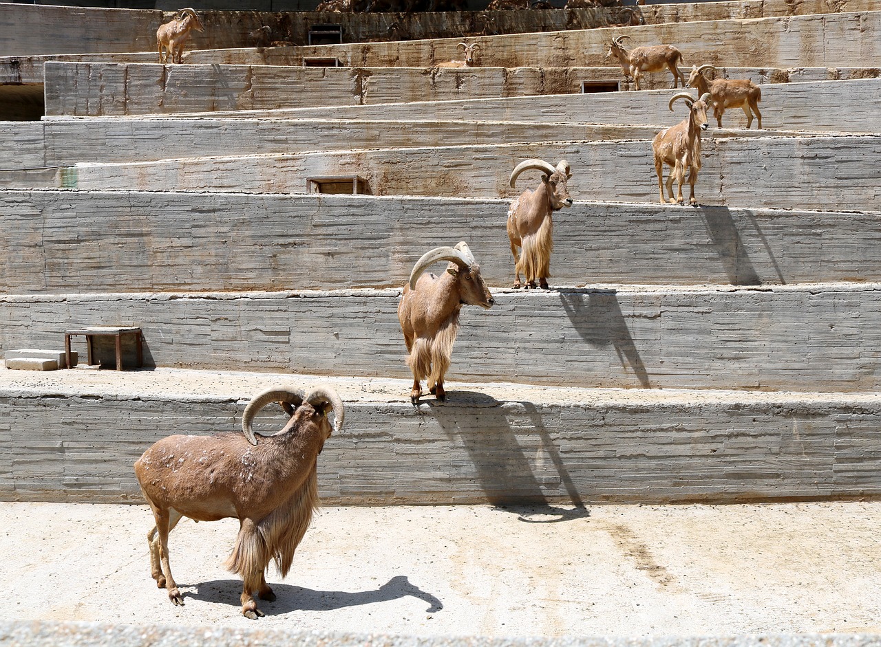 goat  zoo  animal free photo