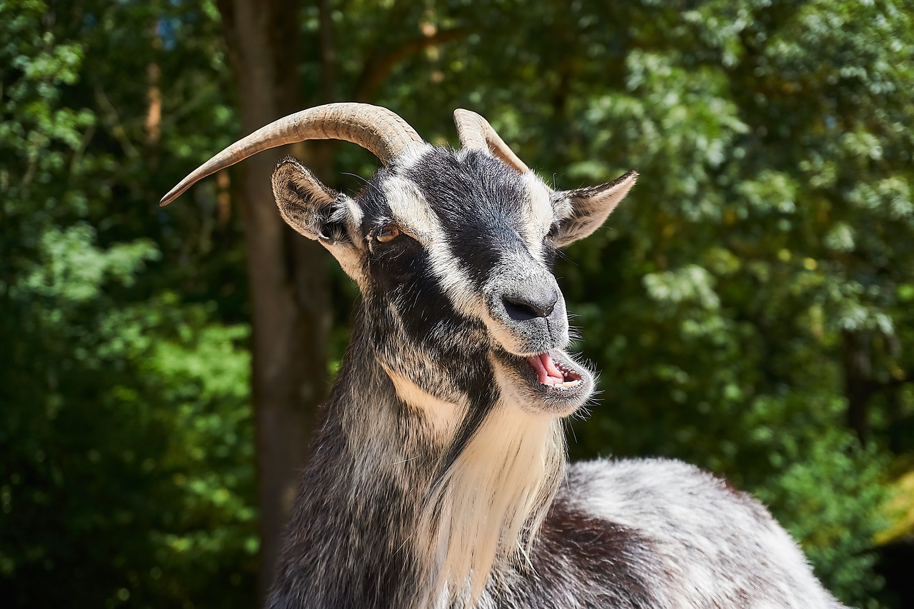 goat  petting zoo  animal free photo