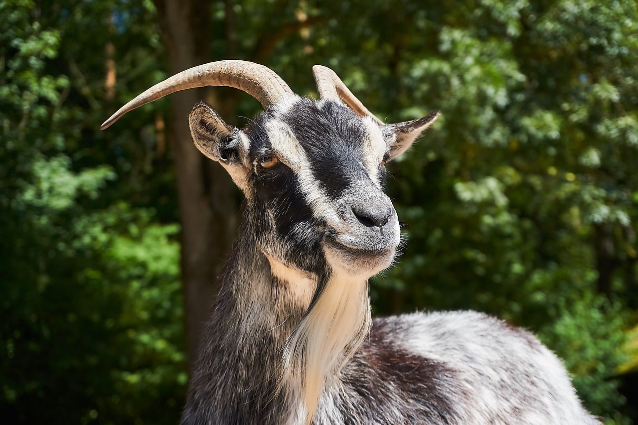 goat  petting zoo  animal free photo