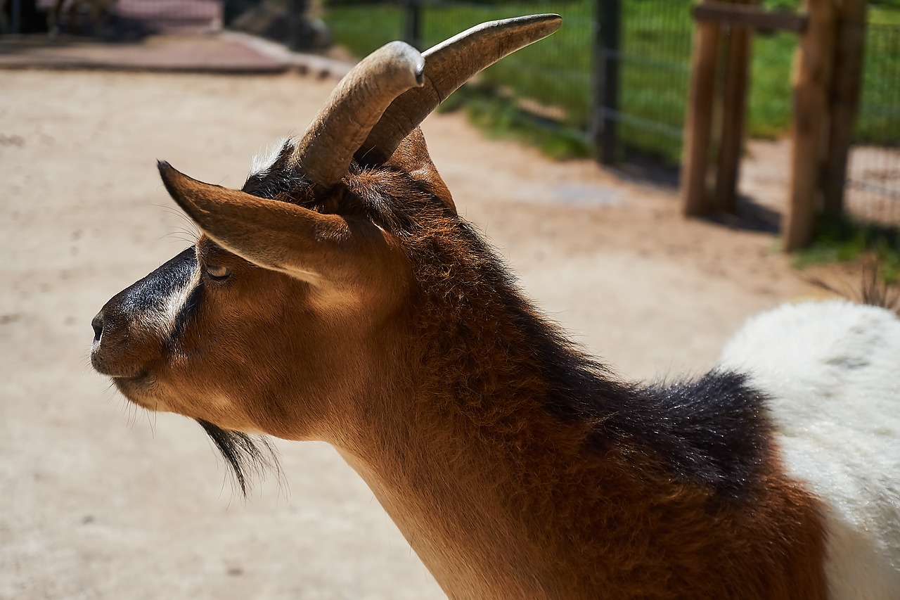 goat  petting zoo  animal free photo