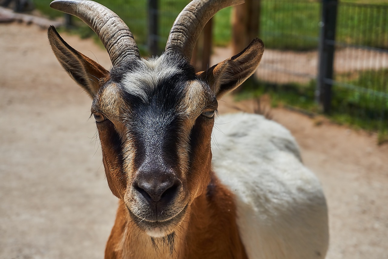 goat  petting zoo  animal free photo