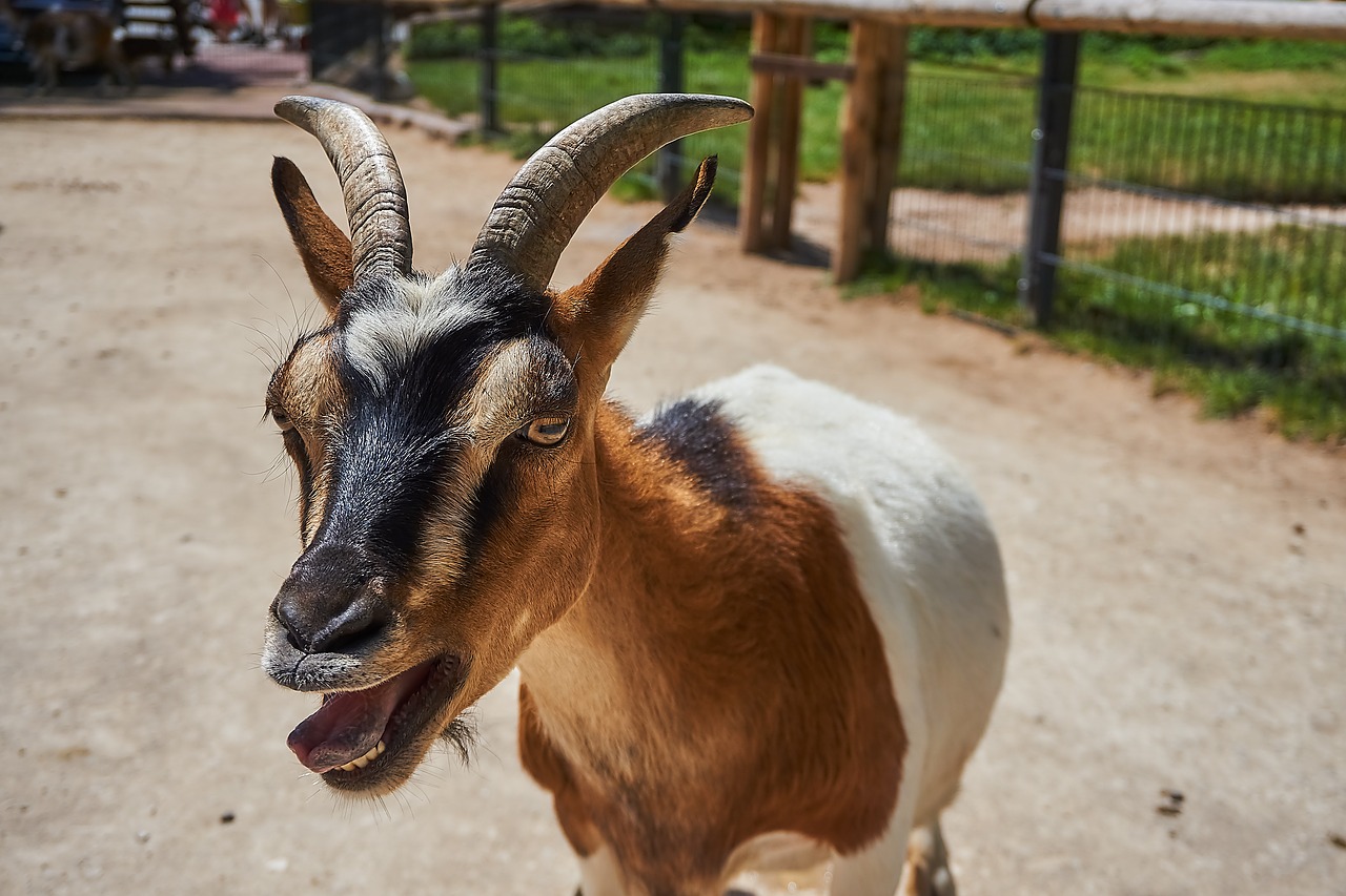 goat  petting zoo  animal free photo