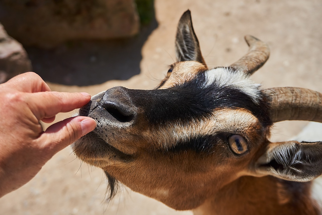 goat  petting zoo  animal free photo