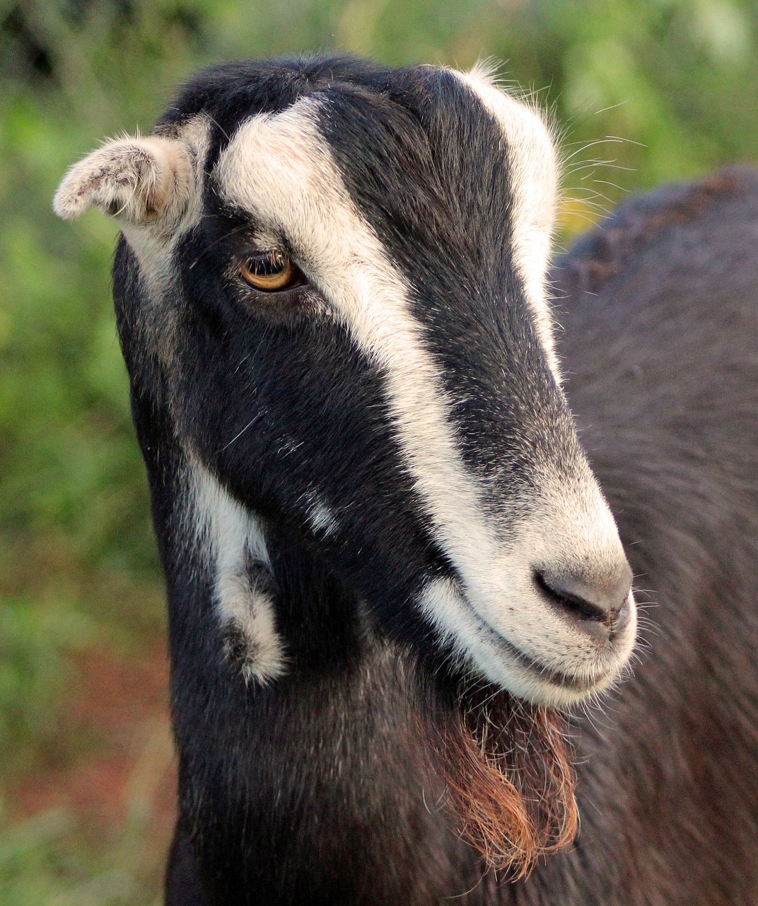 goat  farm  animal free photo