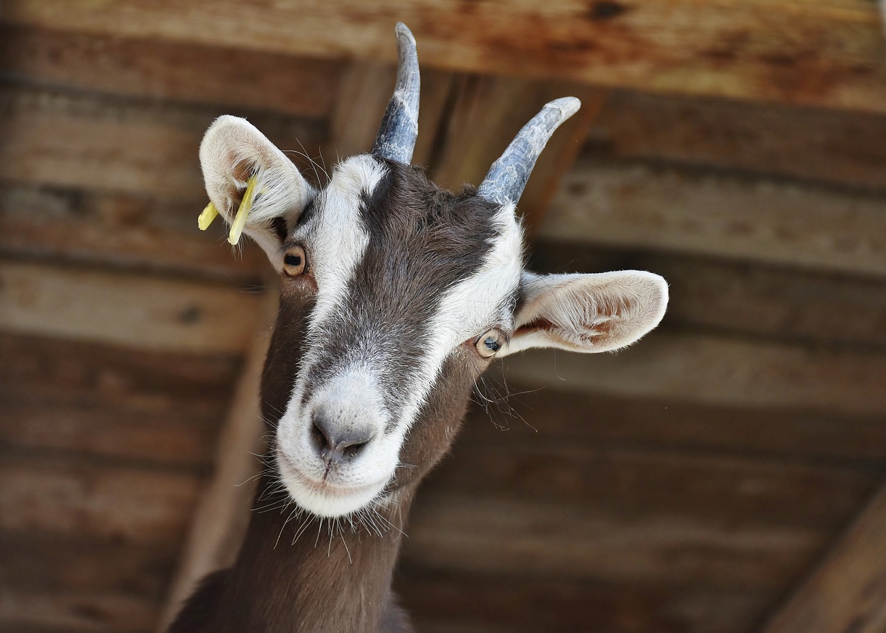 goat  livestock  farm free photo