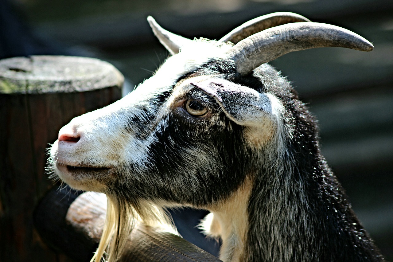 goat  goat's head  horns free photo