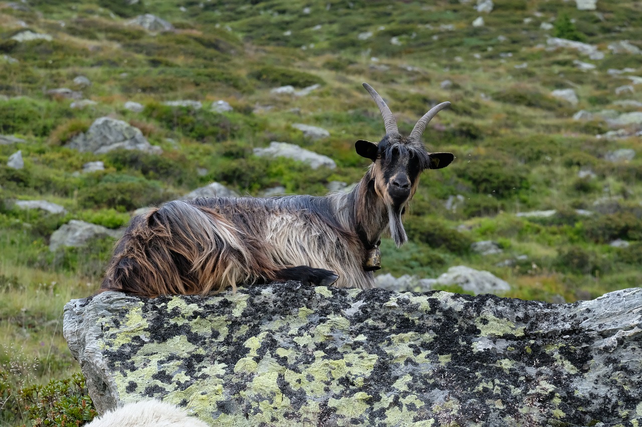 goat  moutain  green free photo