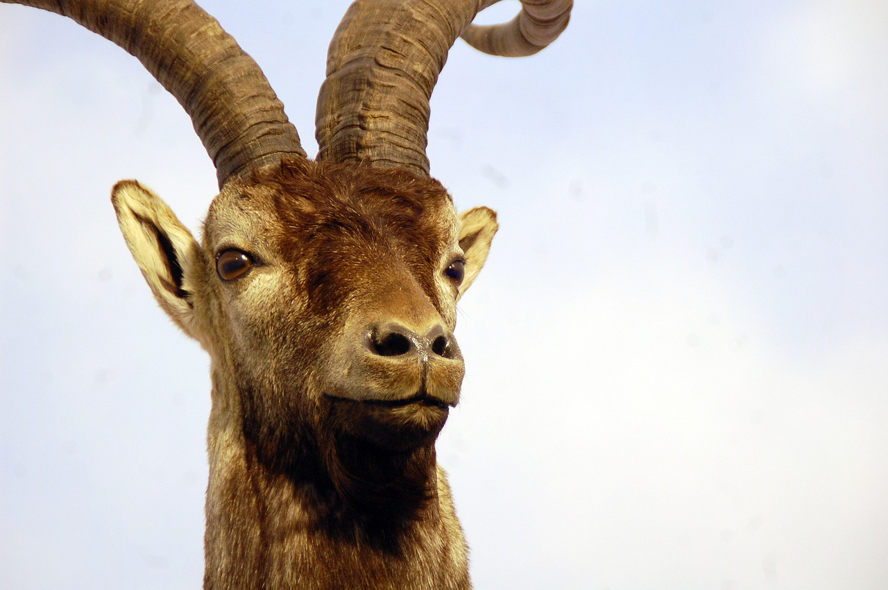 goat  montés  mountain free photo