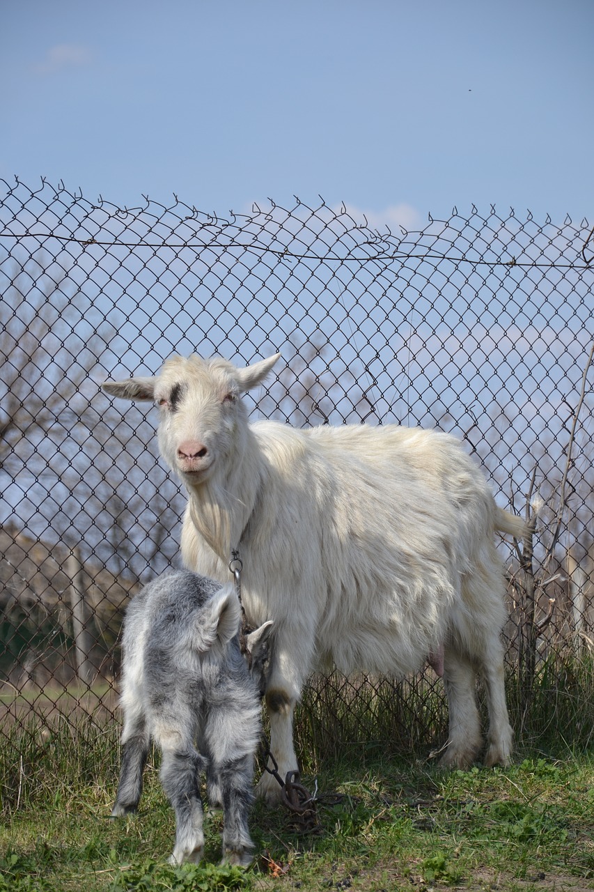 goat  village  animals free photo