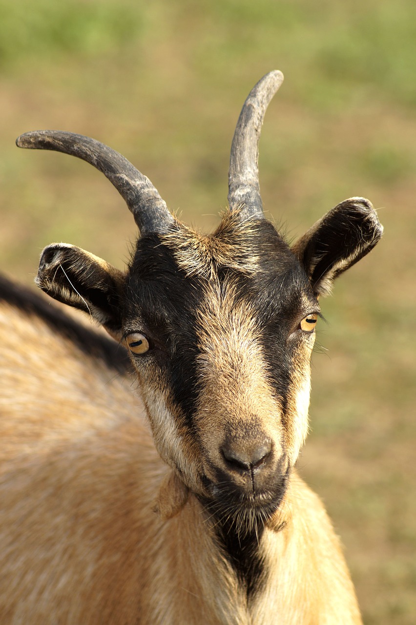 goat  animal  horns free photo