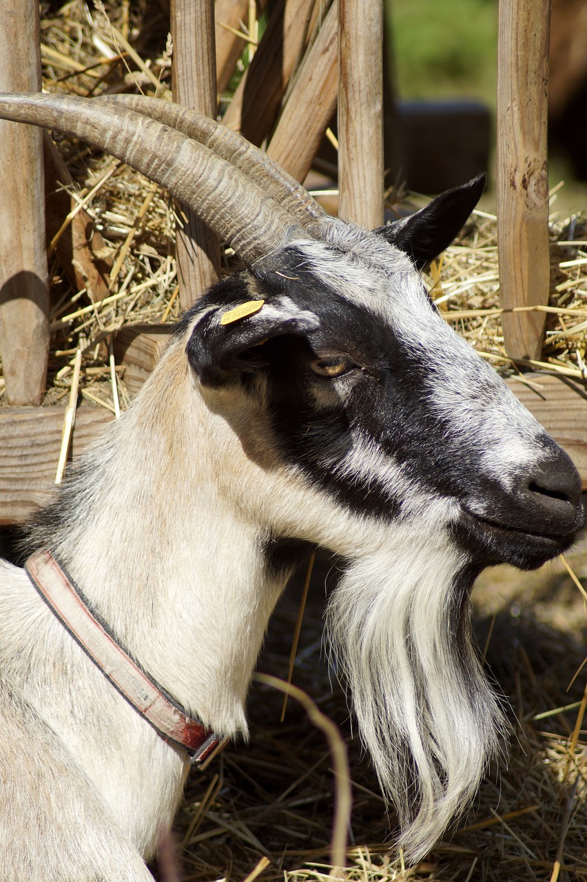 goat  billy goat  animal free photo