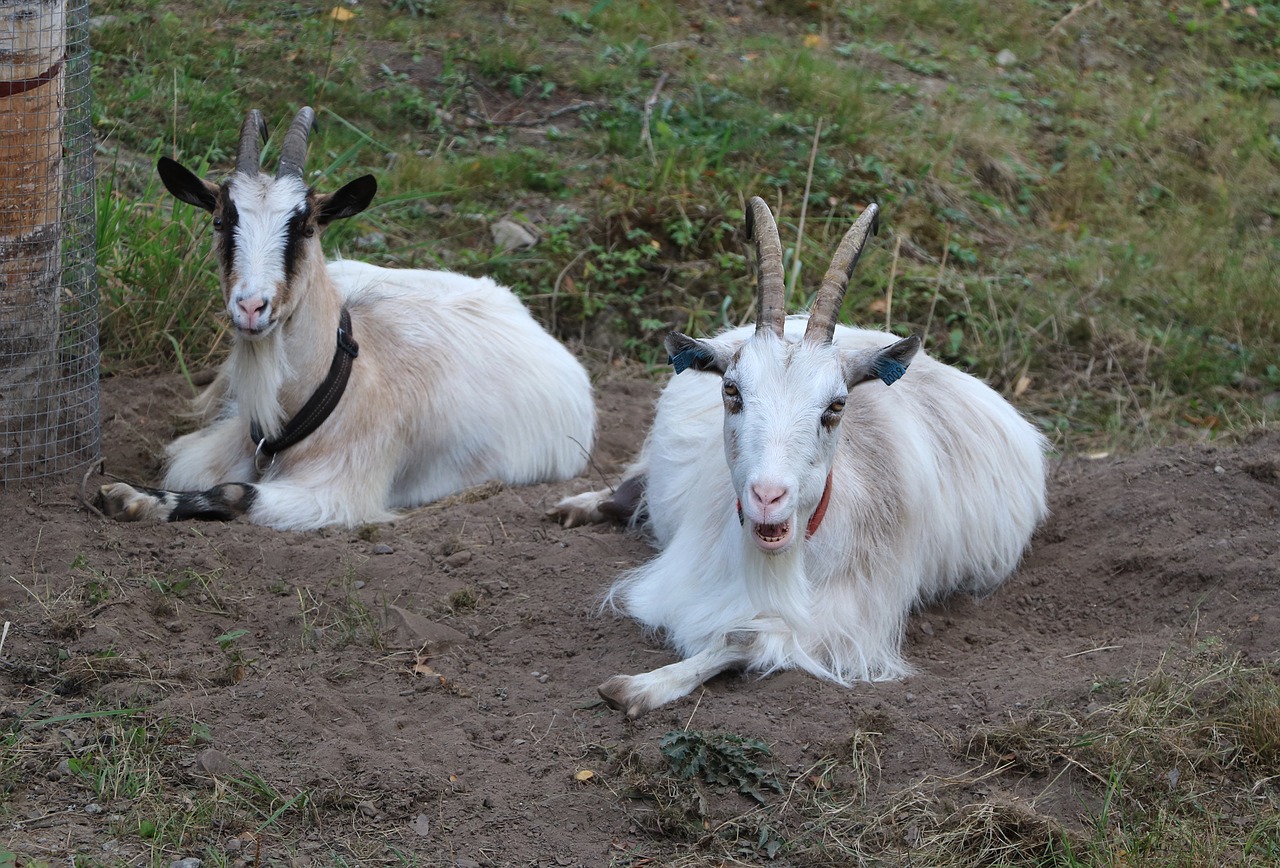 goat  culture  agriculture free photo