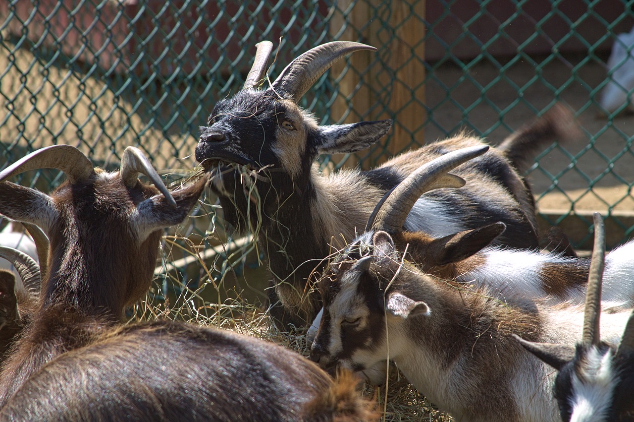 goat  goats  eating free photo