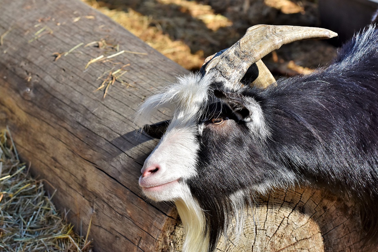 goat  billy goat  goatee free photo