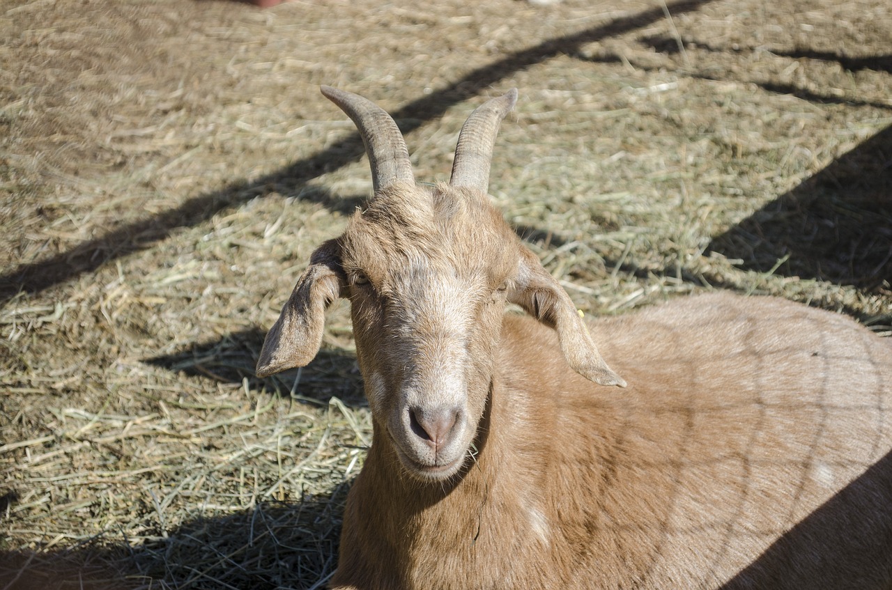 goat  animal  horns free photo