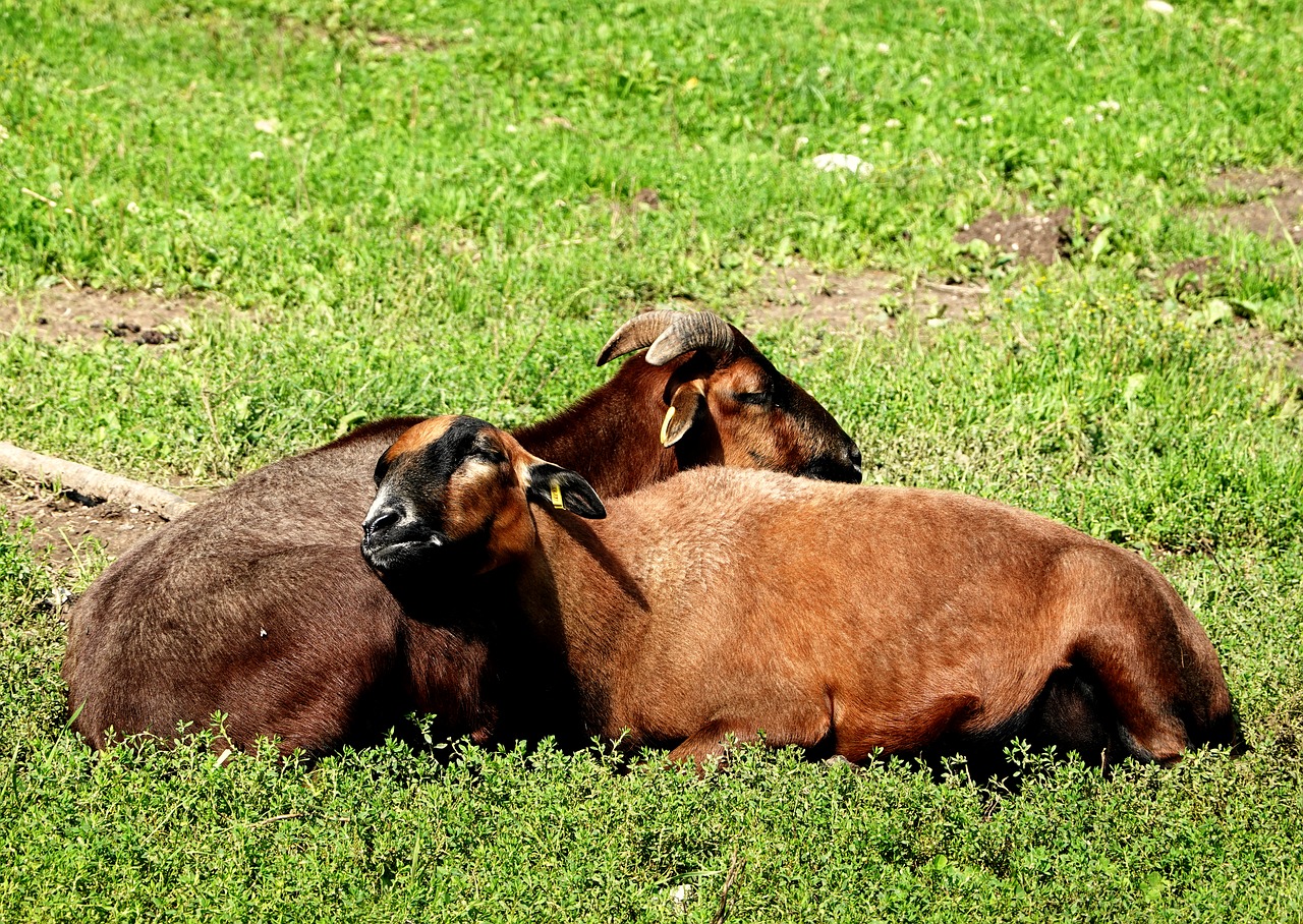 goat  nap  goat asleep free photo