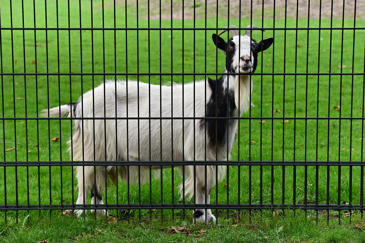goat  animal  mammal free photo