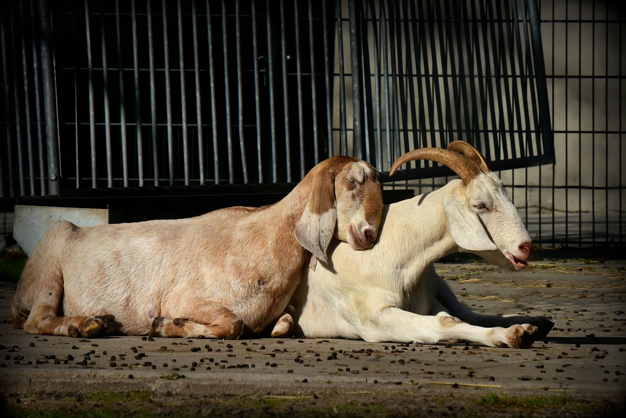 goat  animal  mammal free photo